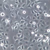 NCM460 细胞、NCM460 细胞系、NCM460 正常结肠上皮细胞