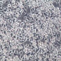 BV2、BV-2细胞、BV2、BV-2细胞株、BV2、BV-2细胞系