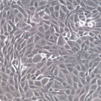 MDBK细胞株、MDBK细胞、MDBK牛肾细胞