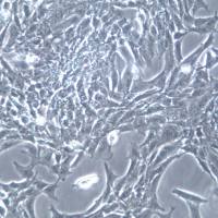 CTX-TNA2细胞系、CTX-TNA2细胞、CTX-TNA2