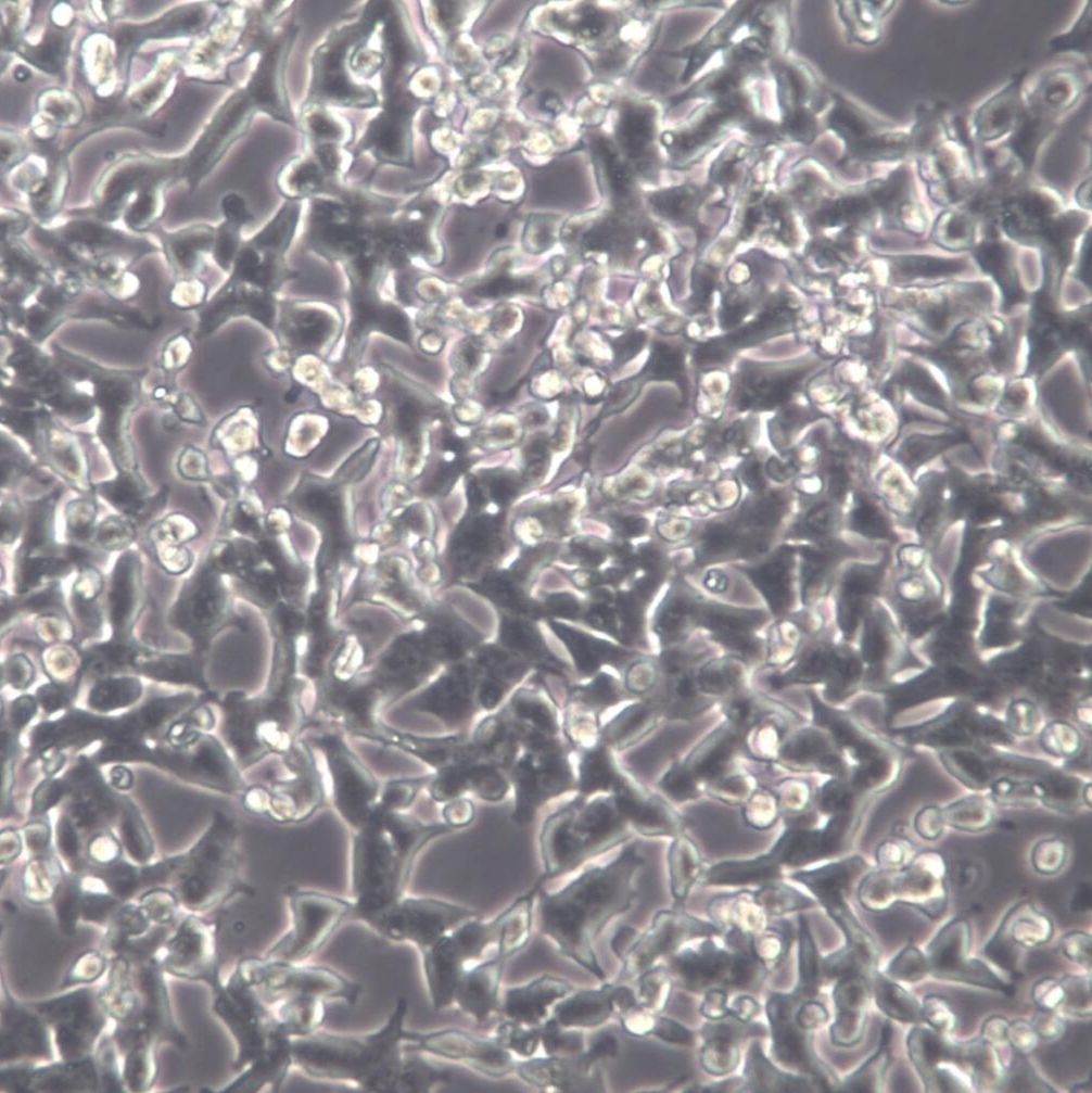 INS-1 大鼠胰岛细胞 、INS-1细胞、INS-1细胞系