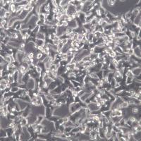 INS-1 大鼠胰岛细胞 、INS-1细胞、INS-1细胞系  