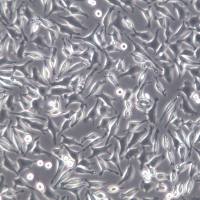 L929（L-929）细胞、L929（L-929）细胞株、L929（L-929）细胞系