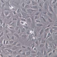 BALB/3T3 clone A31细胞、BALB/3T3 clone A31细胞株、BALB/3T3 clone A31细胞系