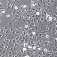 M1细胞、M1细胞株、M1细胞系