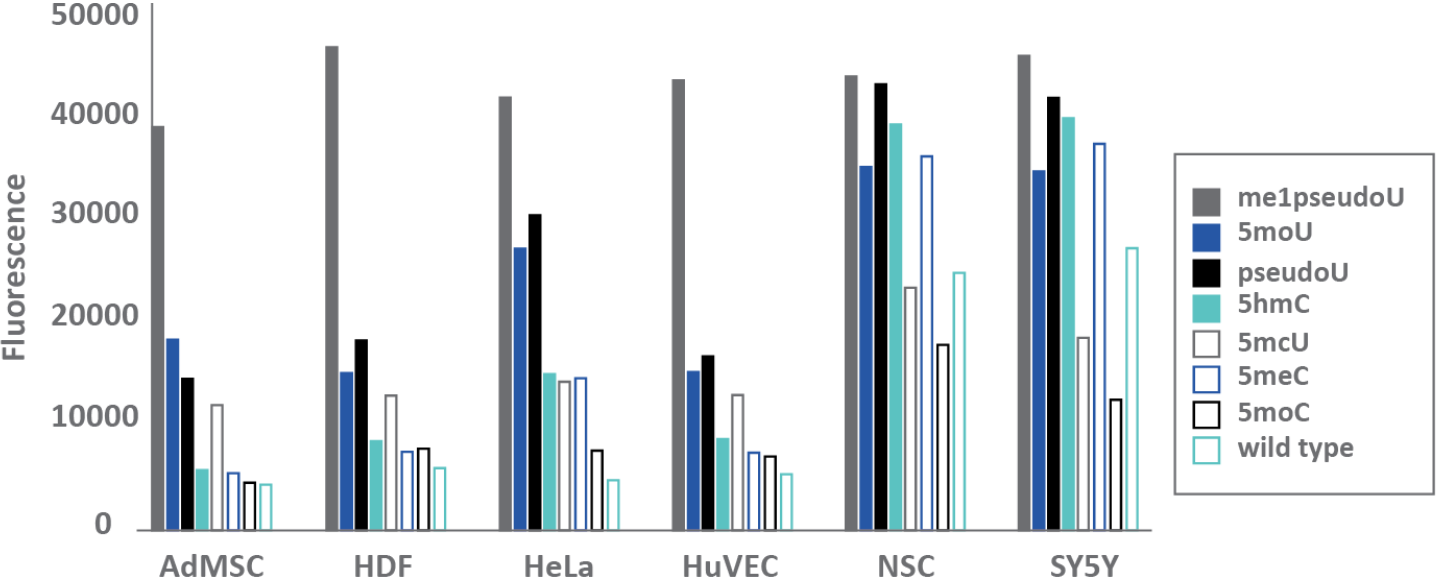 CleanCap®M6 mRNAs CleanCap®M6 mRNAs