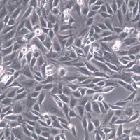 L6成肌细胞、L6大鼠成肌细胞 、L6细胞系