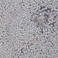 CHO-S细胞、CHO-S细胞株、CHO-S细胞系