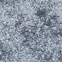 GC-2 spd细胞、GC-2 spd细胞株、GC-2 spd细胞系