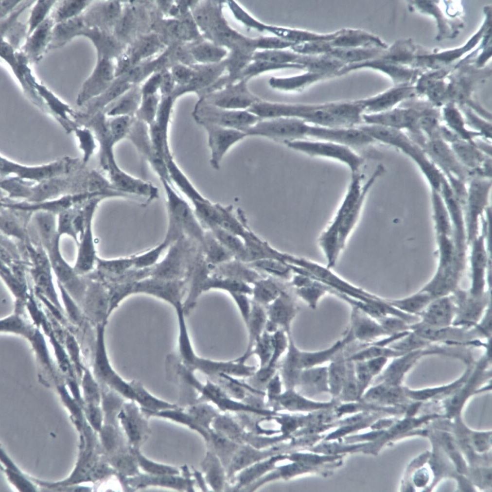 C6大鼠胶质瘤细胞、C6细胞系、C6细胞