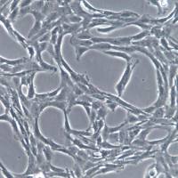 C6大鼠胶质瘤细胞、C6细胞系、C6细胞