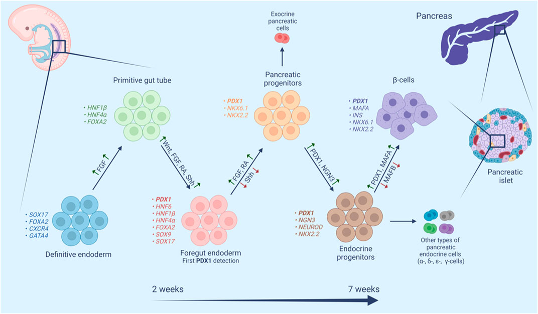 新品上架：Pdx1-CreERT2小鼠，寻找更好的胰腺特异性工具鼠模型