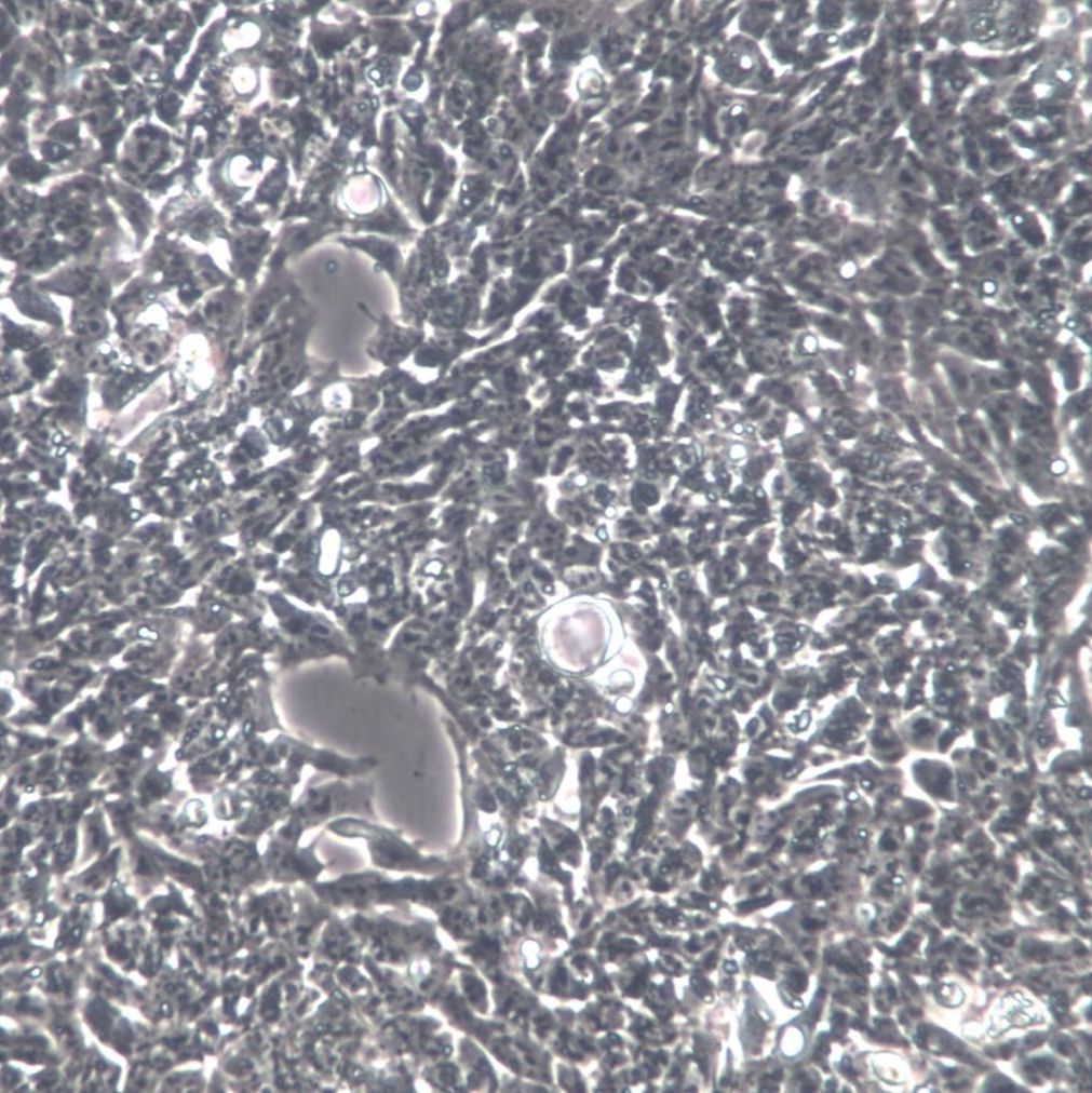 P19细胞、P19细胞株、P19细胞系