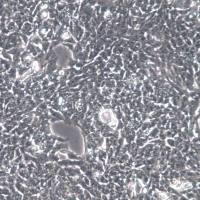 P19细胞、P19细胞株、P19细胞系