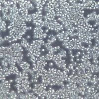 DT40细胞株、DT40细胞、DT40鸡淋巴瘤细胞