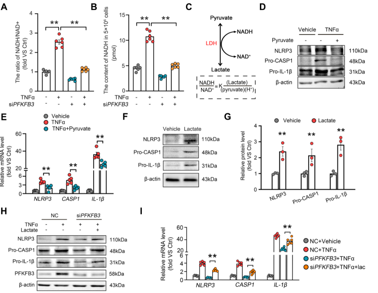 广州医科大学徐益鸣团队发现动脉粥样硬化调控新机制