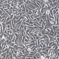 B16细胞、B16细胞株、B16细胞系