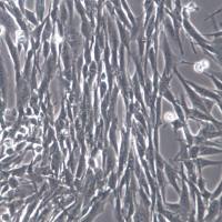 BHK-21、C-13细胞、BHK-21、C-13细胞株、BHK-21、C-13细胞系