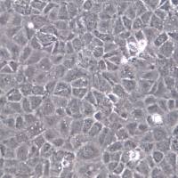 IEC-18细胞系、IEC-18 大鼠回肠细胞、IEC-18细胞