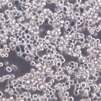 U14细胞、U14细胞株、U14细胞系