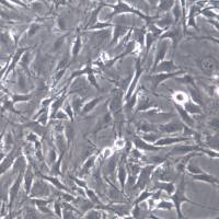 MC3T3-E1 Subclone 24细胞、MC3T3-E1 Subclone 24细胞株、MC3T3-E1 Subclone 24细胞系