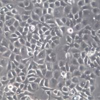 TU212 细胞、TU212 细胞系、TU212 喉癌细胞