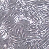 bEnd.3细胞、bEnd.3细胞株、bEnd.3细胞系