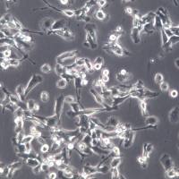 MFC细胞、MFC细胞、MFC细胞