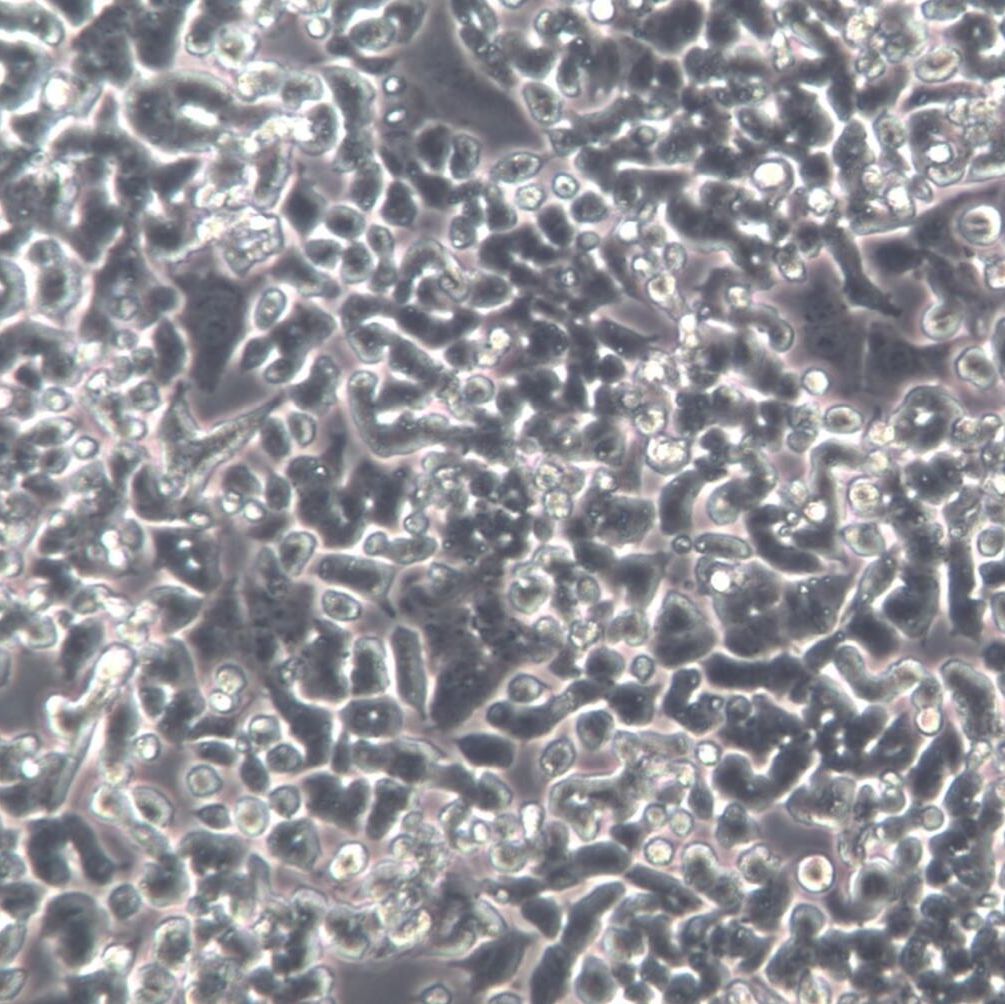 PC-12、PC12大鼠肾上腺嗜铬细胞瘤细胞(低分化)、PC-12细胞