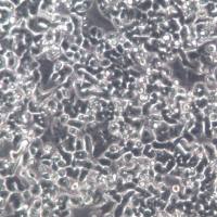 PC-12、PC12大鼠肾上腺嗜铬细胞瘤细胞(低分化)、PC-12细胞