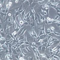 TM4细胞、TM4细胞株、TM4细胞系