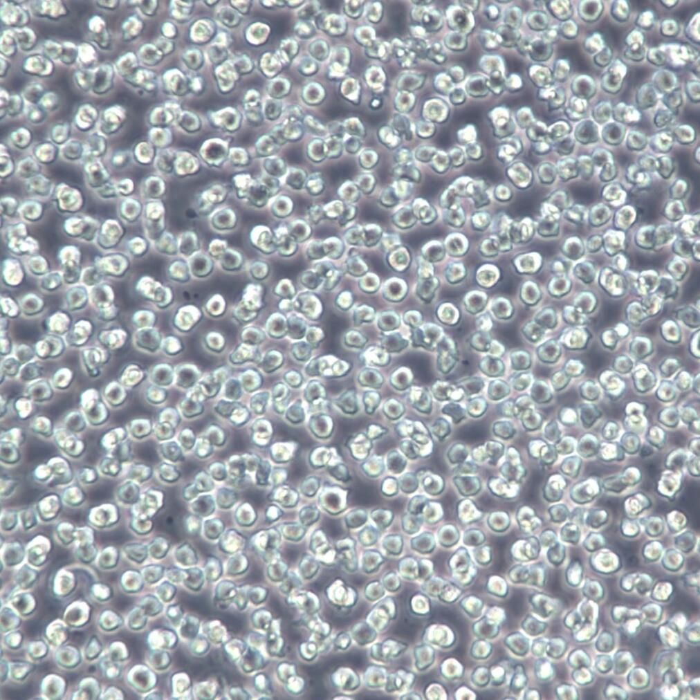 U-937 细胞、U-937 细胞系、U-937 组织细胞淋巴瘤细胞