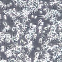 CT26.WT细胞、CT26.WT细胞株、CT26.WT细胞系