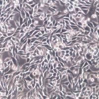 L Wnt-3A细胞、L Wnt-3A细胞株、L Wnt-3A细胞系