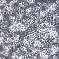 RSC96细胞、RSC96大鼠雪旺细胞、RSC96细胞系