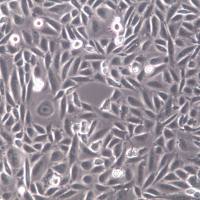 CHO细胞、CHO细胞株、CHO细胞系