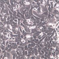 Hepa 1-6细胞、Hepa 1-6细胞株、Hepa 1-6细胞系