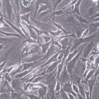 3T3-L1细胞、3T3-L1细胞株、3T3-L1细胞系