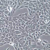 TM3小鼠睾丸间质细胞；TM3细胞系、TM3细胞株