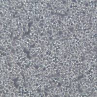 P815细胞、P815细胞株、P815细胞系