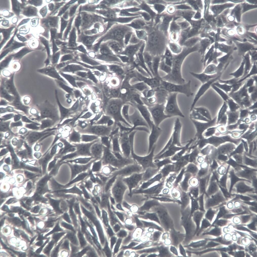 MB49细胞、MB49、MB49细胞