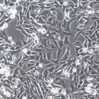 MB49细胞、MB49、MB49细胞