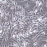 CHL细胞、CHL细胞株、CHL细胞系