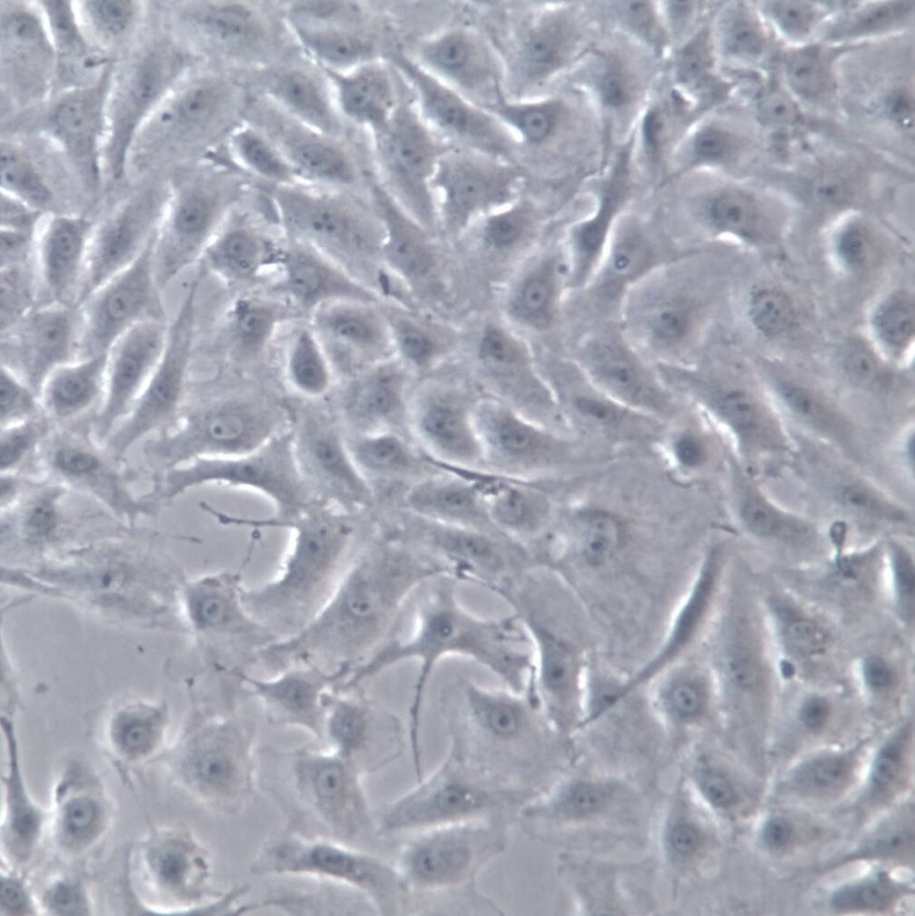 BRL3A细胞、BRL-3A大鼠肝细胞、BRL-3A细胞