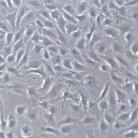 BRL3A细胞、BRL-3A大鼠肝细胞、BRL-3A细胞