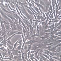 A7r5细胞、A7r5细胞、A7r5细胞