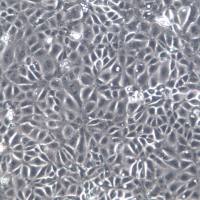 IPEC-J2细胞株、IPEC-J2细胞、IPEC-J2细胞系