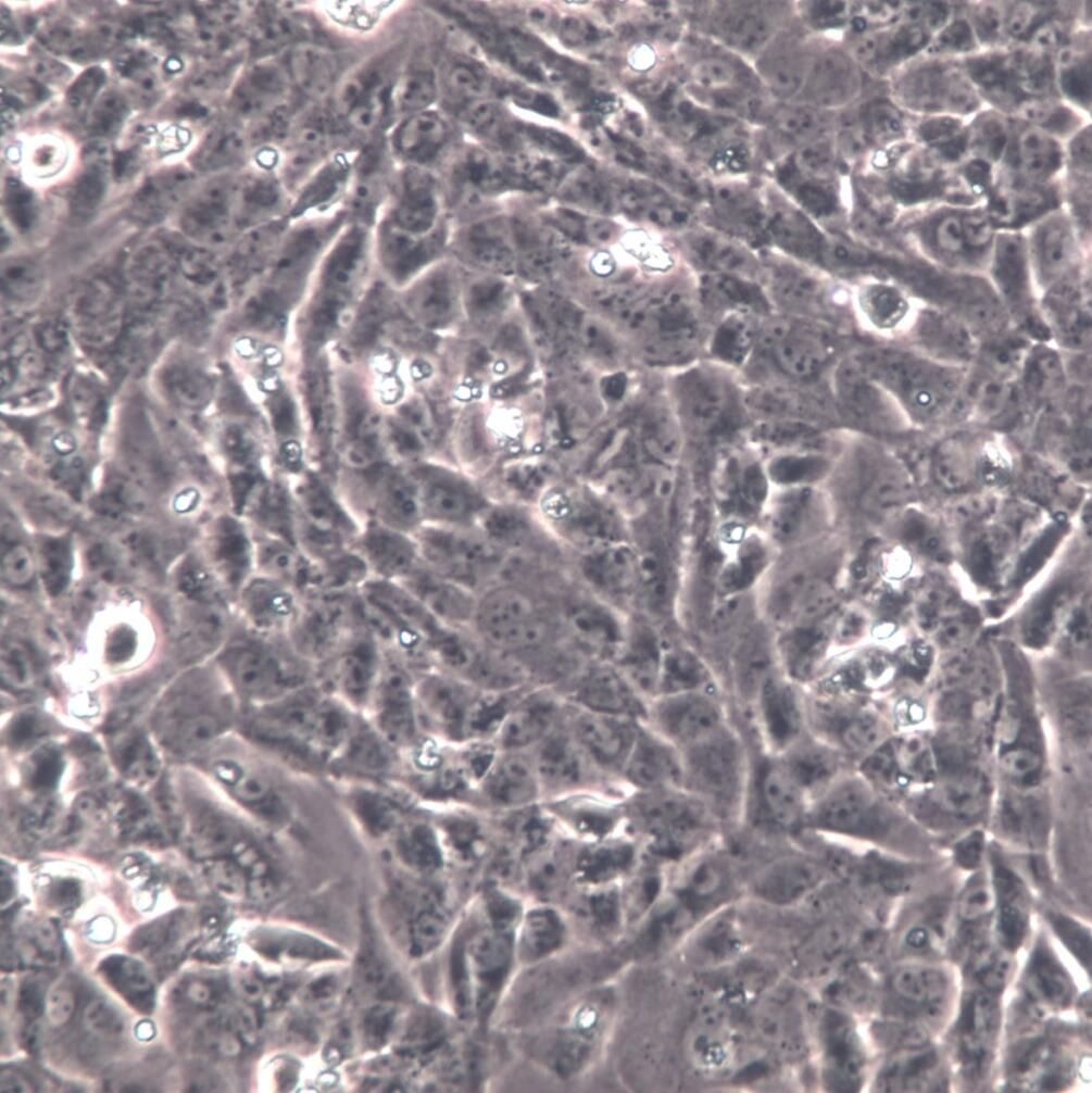 UMR-106大鼠骨肉瘤细胞、UMR-106细胞系、UMR-106细胞