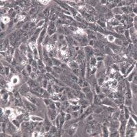 UMR-106大鼠骨肉瘤细胞、UMR-106细胞系、UMR-106细胞