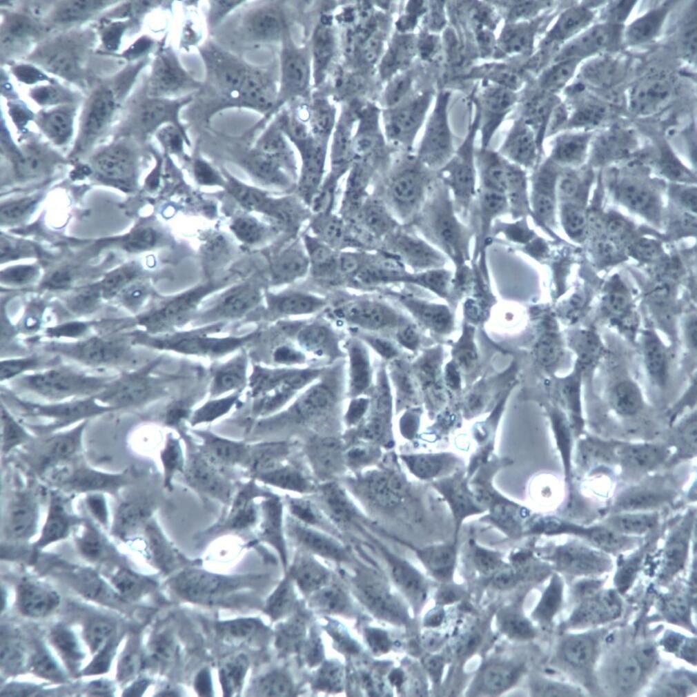 SV40-MES-13细胞、SV40-MES-13细胞株、SV40-MES-13细胞系